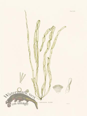 Bradbury Seaweed 153